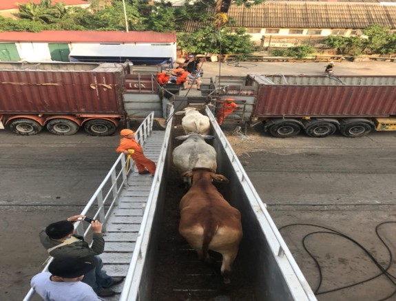 CATTLE SHIP MV GREYMAN EXPRESS